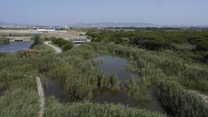La consultora ambiental del Prat impulsa els seus treballs