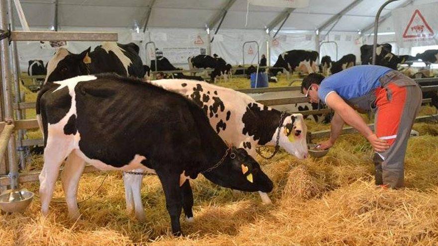 Mil cabezas de ganado y más de 300 ganaderías, empresas y entidades participarán en la Feria Agroganadera de Los Pedroches