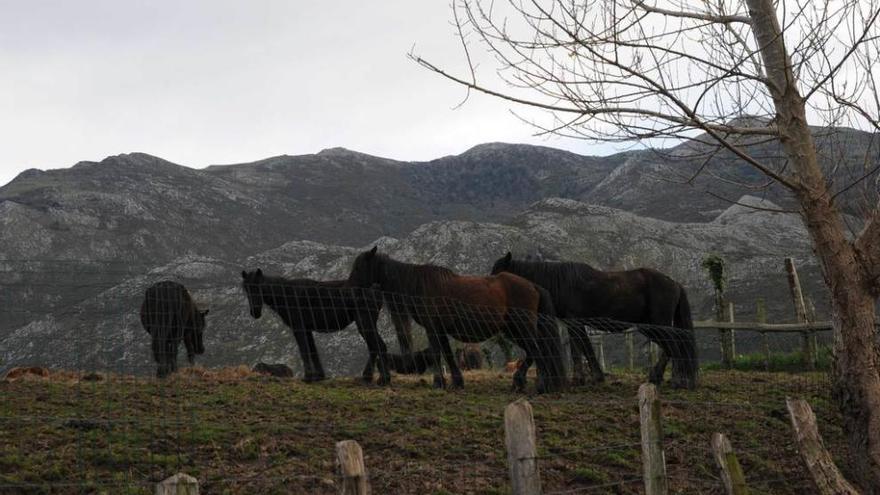 Algunos de los caballos prindados en el Sueve, ayer en Loroñe.