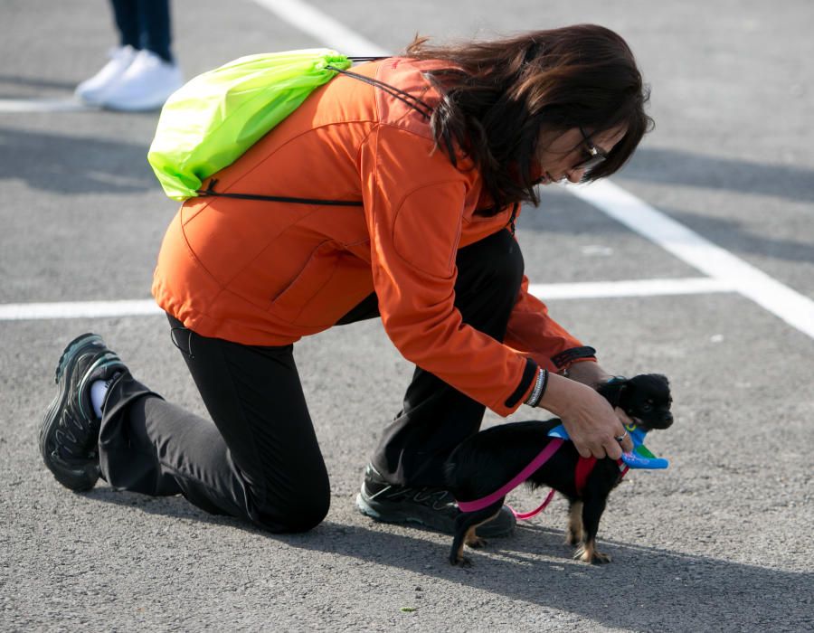 Can We Run: Gran carrera de perros para la concienciación animal