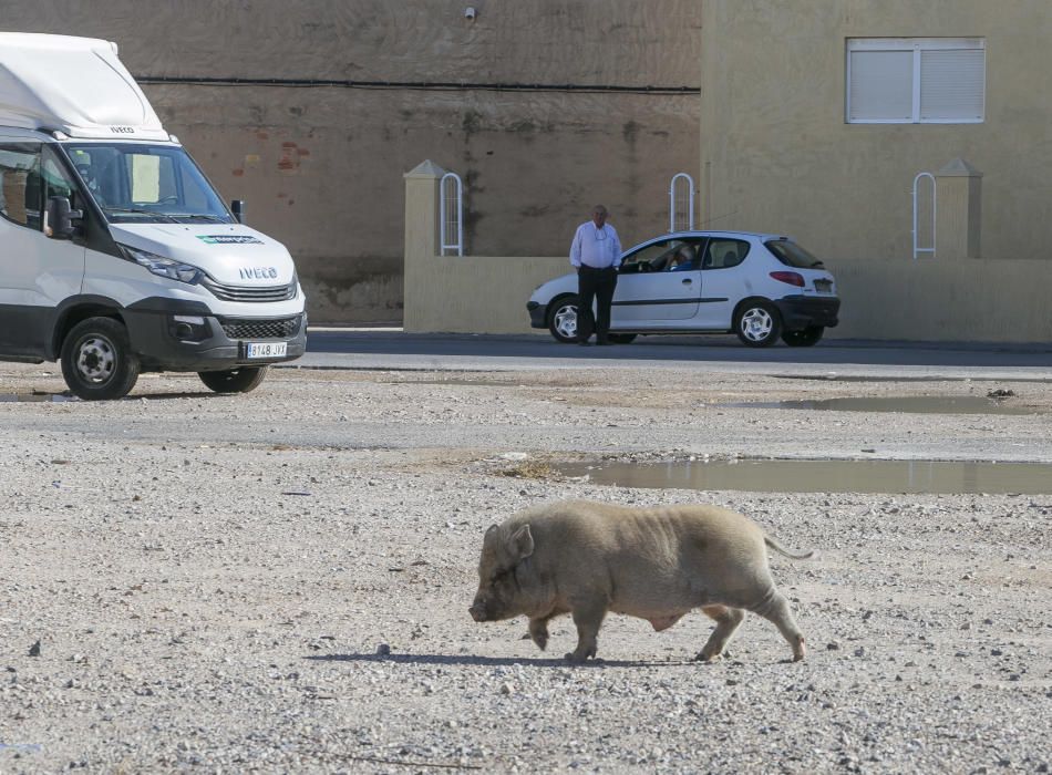 Cerdos vietnamitas en el entorno del Cementerio de Alicante