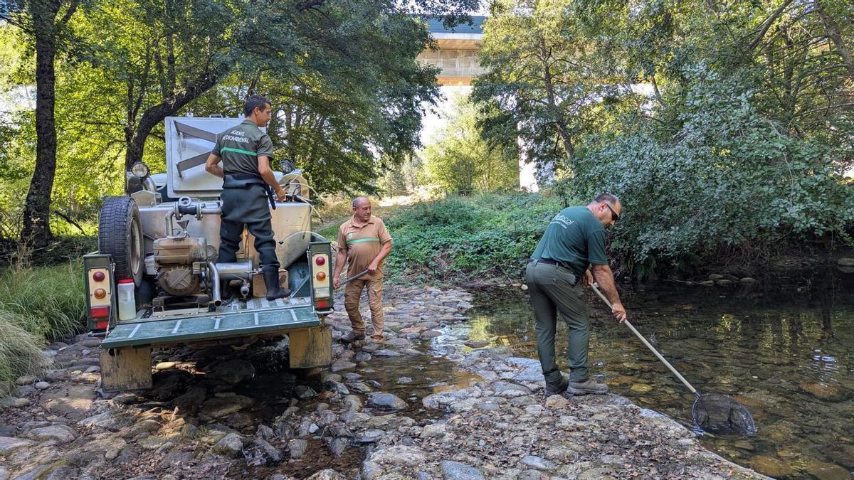 GALERÍA | Rescate de peces en los ríos sanabreses
