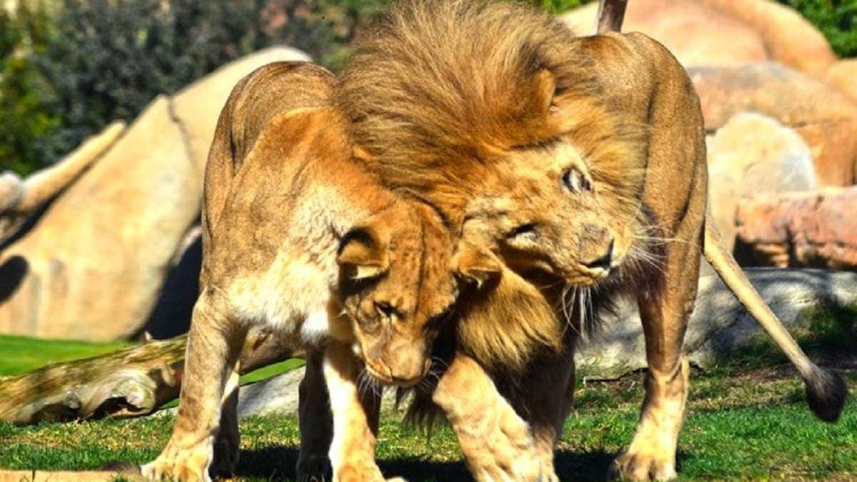 Bioparc València, reconocido como unos de los mejores parques de animales del mundo según National Geographic