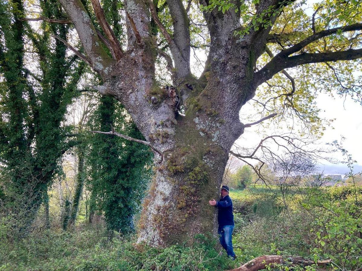 Chimpan o carballo centenario da Ponte da Trabe