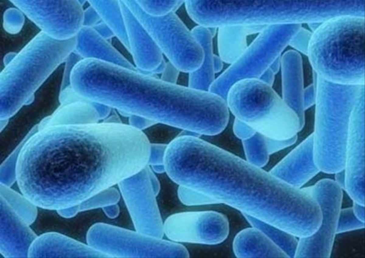 La bacteria de la legionelosis