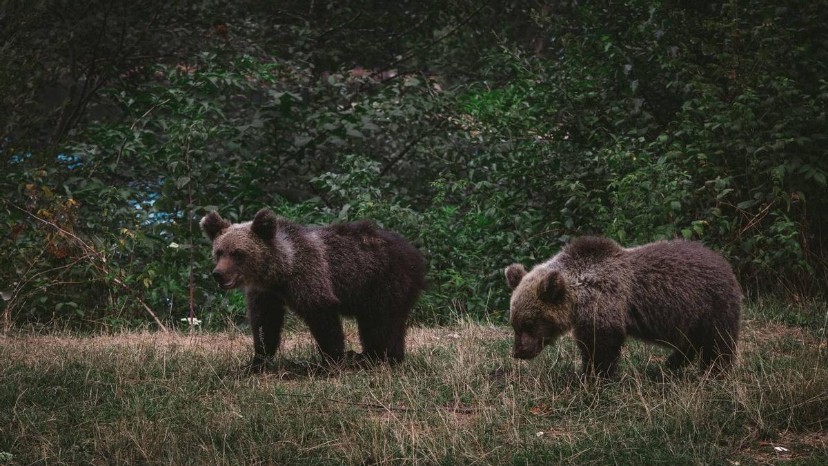 Descubren que algunos osos pardos son capaces de mentir para parecer más grandes.