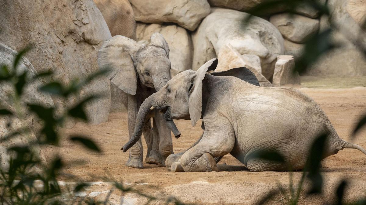 Las crías de elefante Malik y Makena en la sabana de BIOPARC Valencia