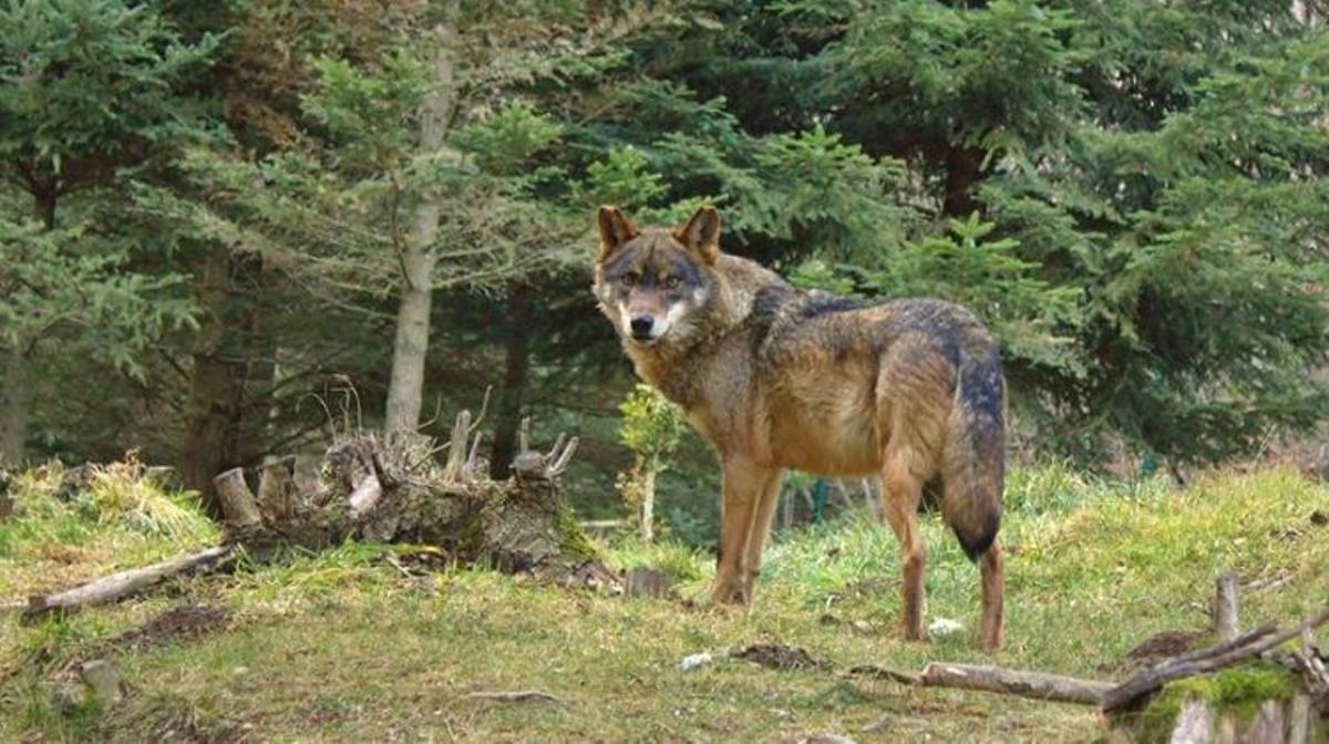 Un exemplar de llop al Pirineu