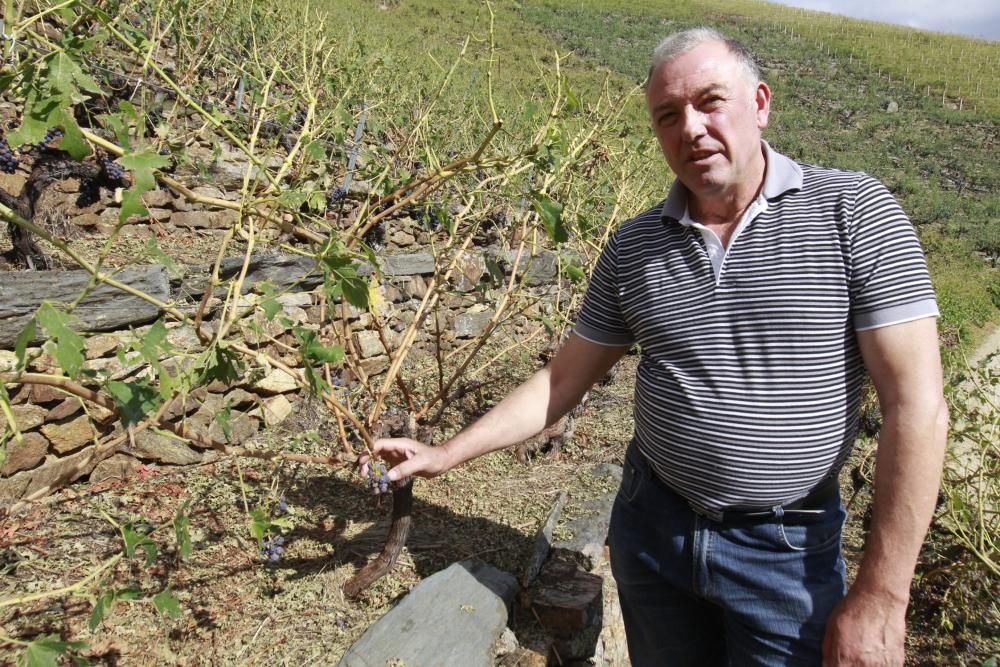 La Ribeira Sacra intenta salvar las cepas