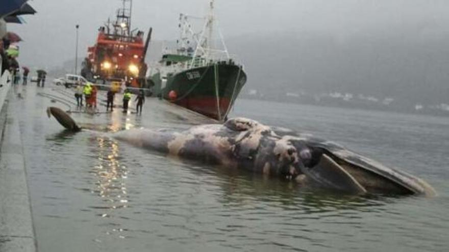 Salvamento retira la ballena de Muros con remolcadores
