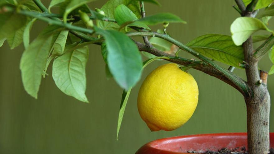 Cinco árboles frutales que puedes plantar en casa
