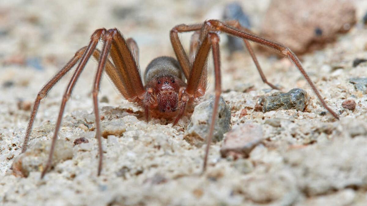 Así es la araña que ha obligado a amputar dos dedos a un turista de Ibiza