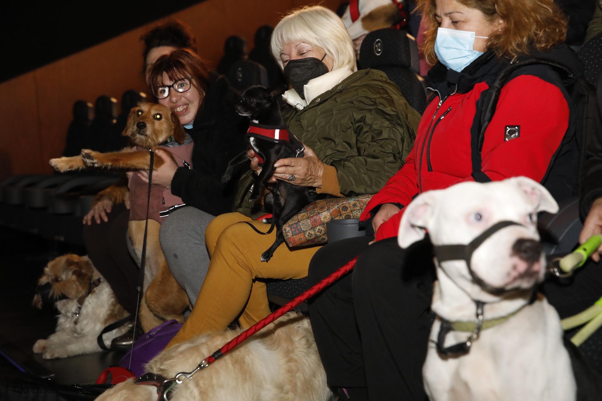 En imágenes: los perros ya van al cine en Gijón