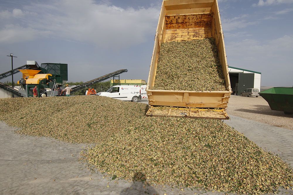 Comienzo de la campaña de la almendra en Córdoba