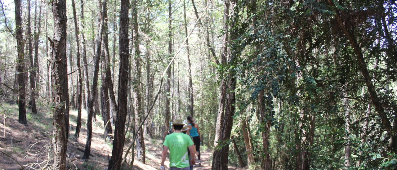 A l&#039;esquerra del camí una zona tractada amb cremes prescrites i a la dreta una sense tractament