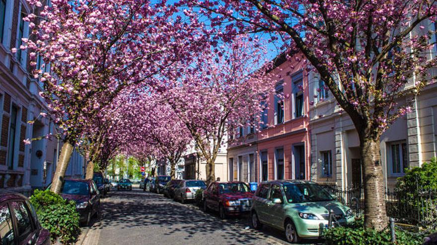 Els cirerers en flor del carrer Heerstraße, a Bonn.