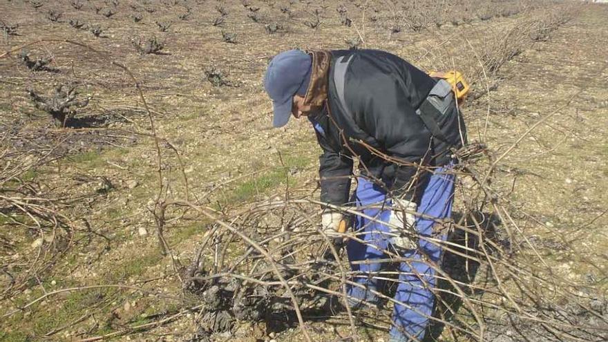 Tareas de poda de un viñedo.