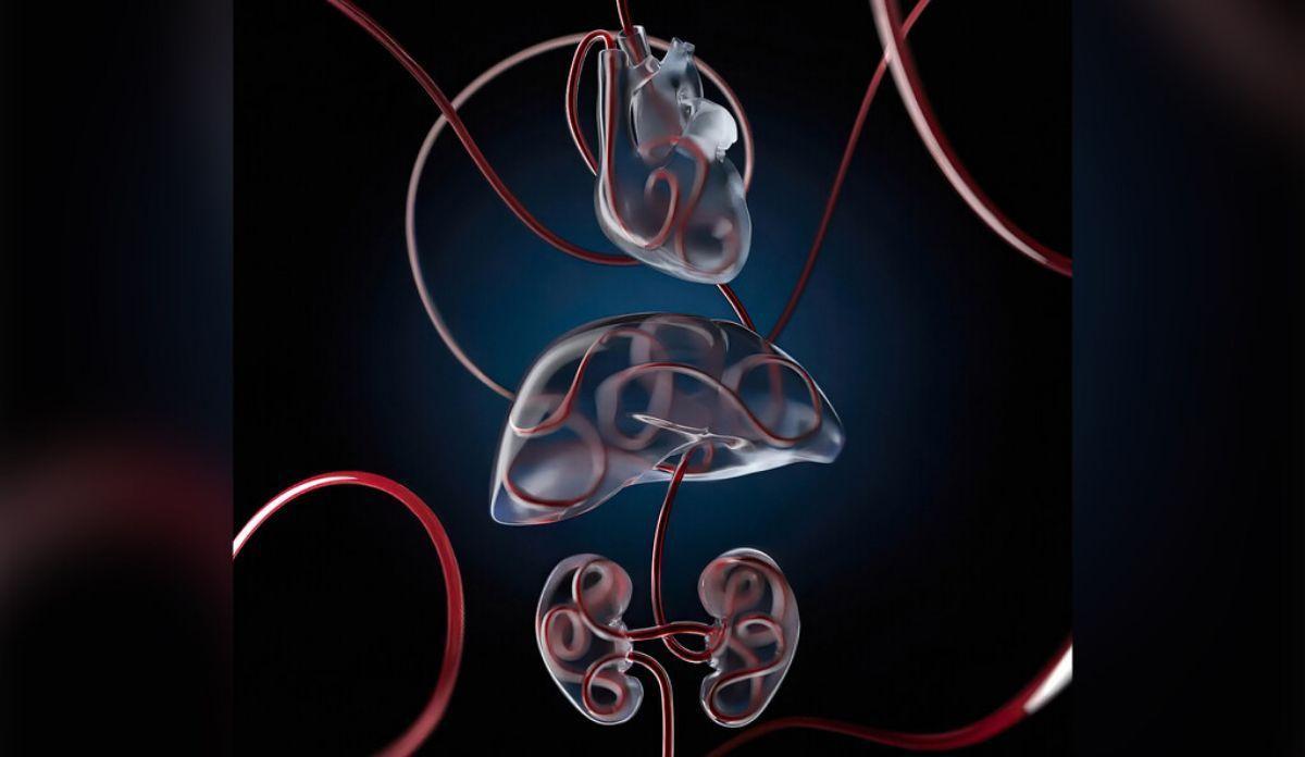 Ilustración de perfusión de órganos y recuperación celular con tecnología OrganEx. El análogo de sangre que salva células se entrega a los órganos vitales una hora después de la muerte.