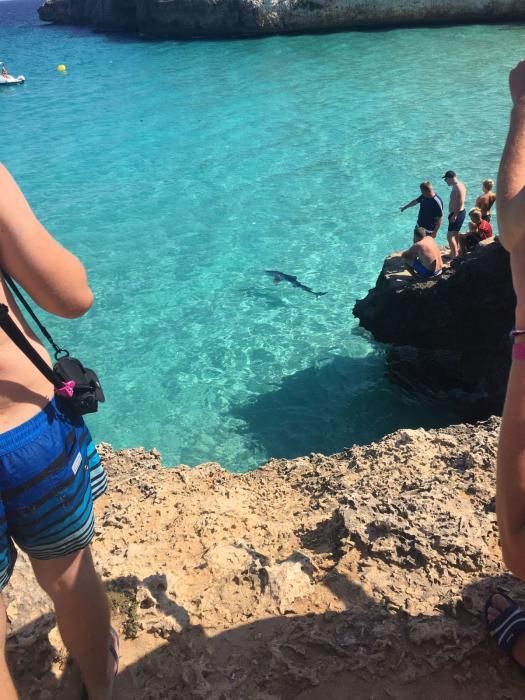 Pánico por la aparición de un tiburón en la playa de Calas de Mallorca