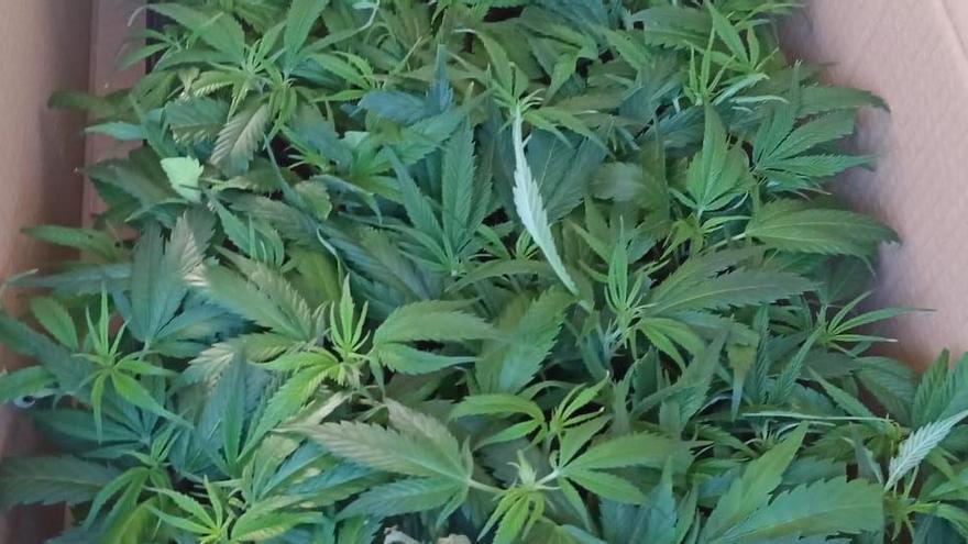 Els Mossos d&#039;Esquadra informen de la detenció d&#039;un conductor a l&#039;Alt Empordà que transportava 1.768 esqueixos de marihuana.