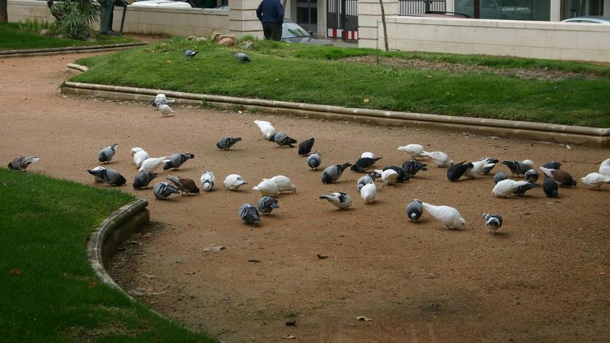 El Ayuntamiento de Montilla saca a licitación el &quot;control ético&quot; ante la superpoblación de palomas