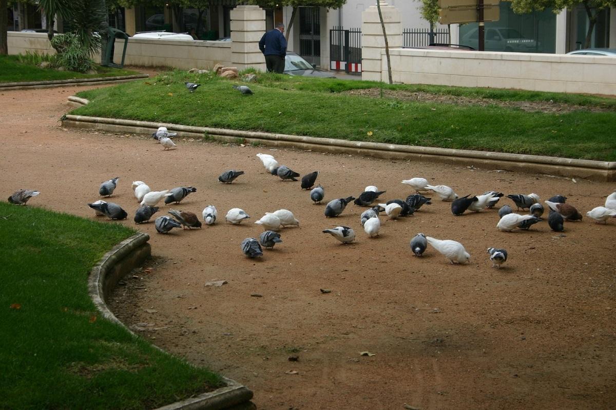 Palomas en el Paseo de las Mercedes de Montilla.