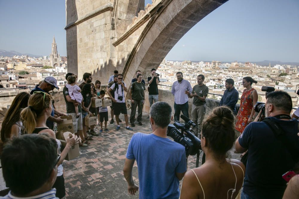 Suelta de vencejos desde la Seu