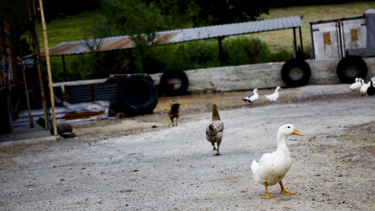 Patos y gallinas en la granja de Miray.