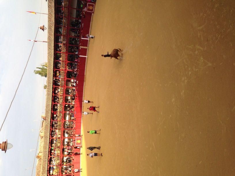 Fiestas Toro: Encierro urbano y suelta de vaquilla