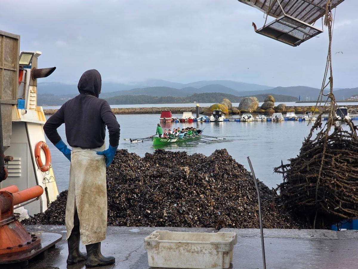 Una barcada de mejillón en el muelle de Vilaxoán, esta mañana.