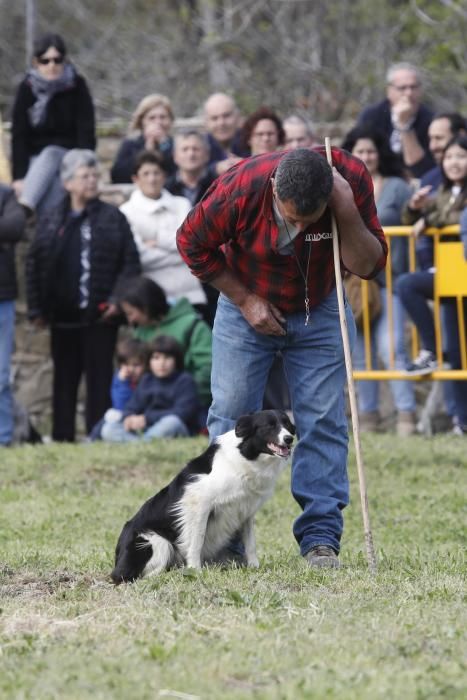 Fira de la mascota i l''animal de companyia i exhibició de gossos d''atura a Corçà