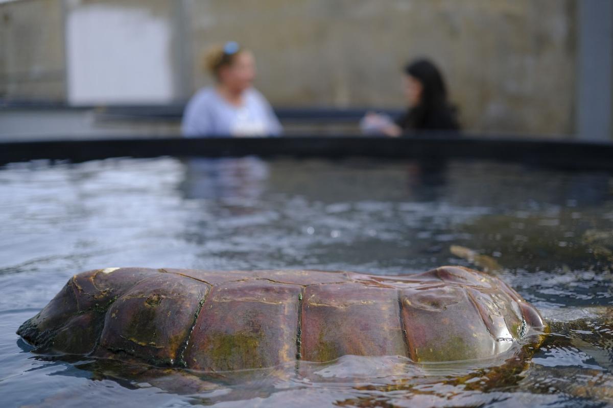 Reportaje centro de recuperación fauna marina de Taliarte, en Telde Reportaje centro de recuperación fauna marina de Taliarte, en Telde