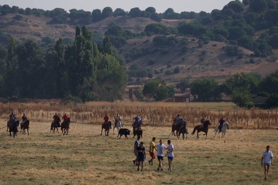 Fiestas en Zamora: Encierro en Venialbo