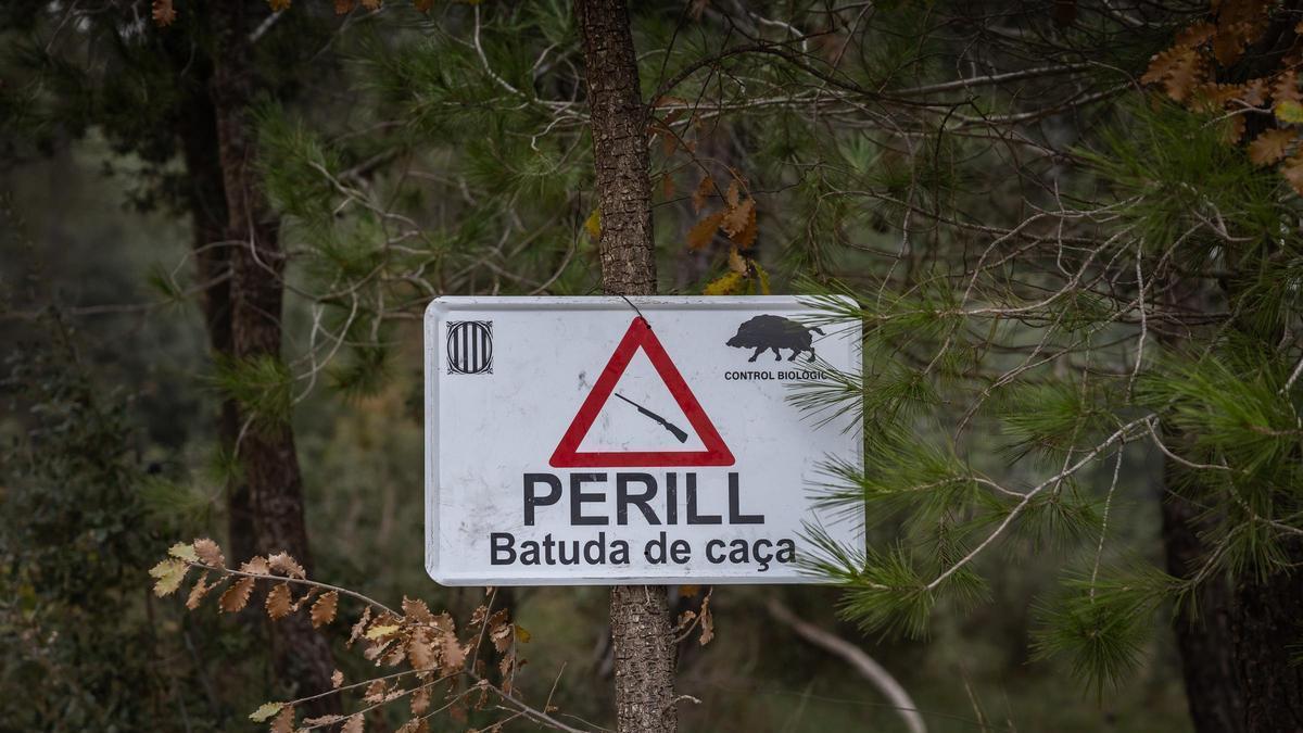 Agricultura declararà l'emergència cinegètica als vedats del massís de Rocacorba que no capturen els senglars previstos