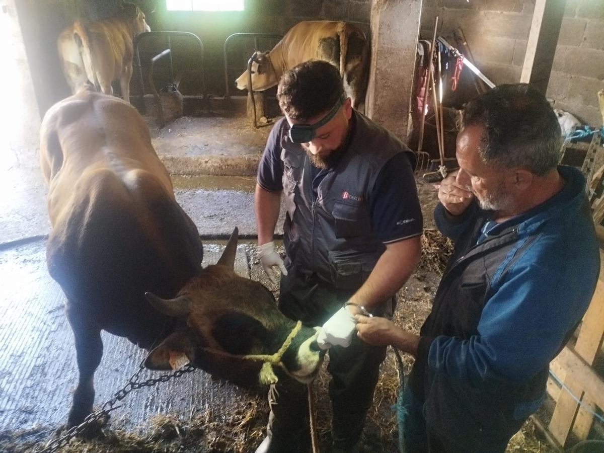 Juan Ramón Ríos a punto de anillar al toro "Mimoso" de la Ganadería Balsera de Casazorrina, junto a su propietario, Jesús Balsera.