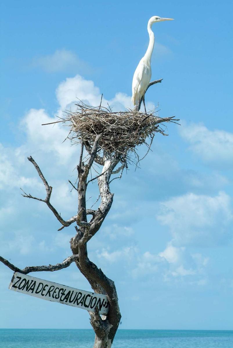 Garza blanca en Isla Pájaros