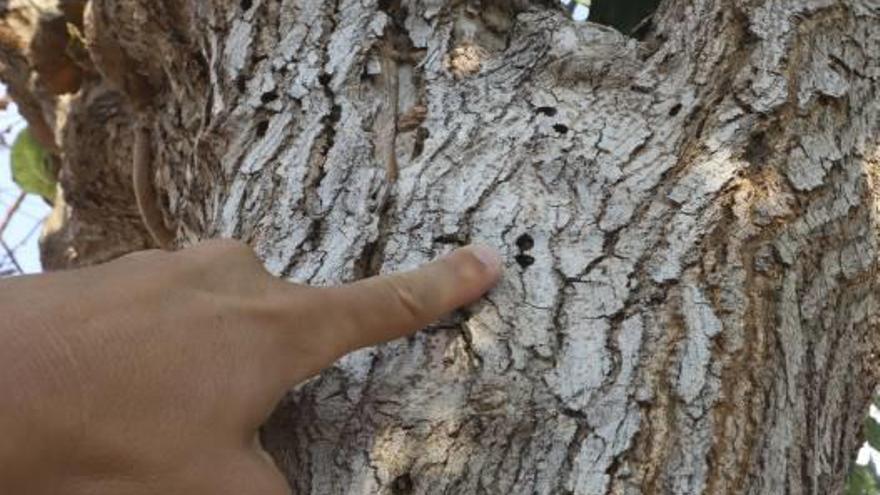 Las huellas del escarabajo avispa dejadas en la corteza de una morera en Quartell