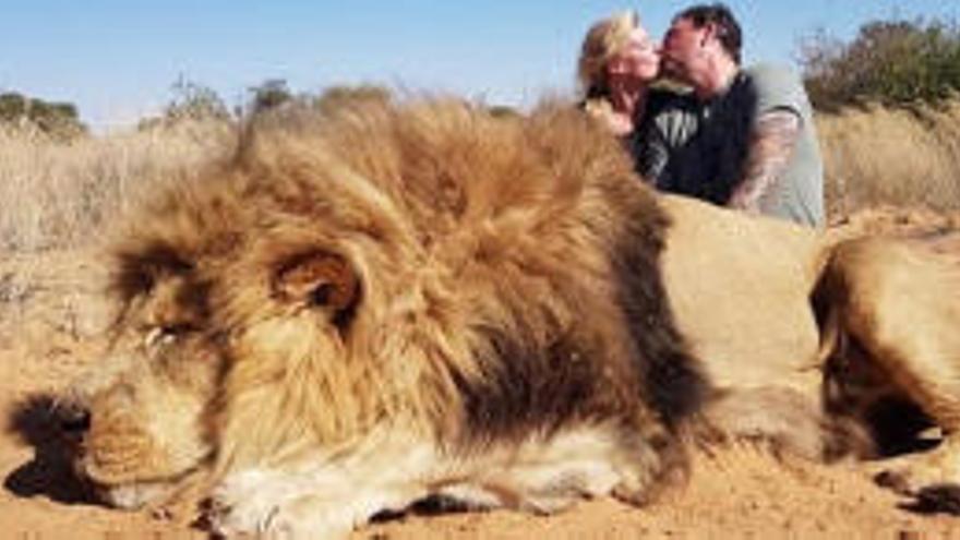 Polémica por la foto de una pareja besándose junto al león al que acaba de cazar