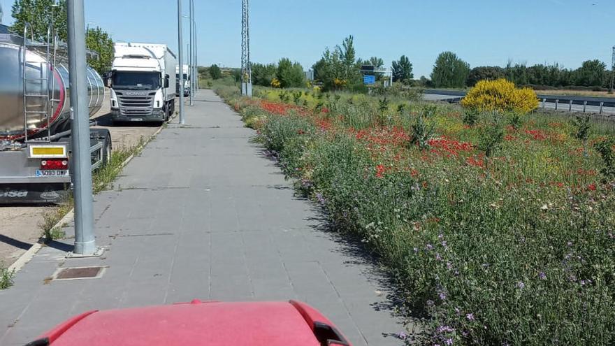 Una zona con maleza en Benavente.