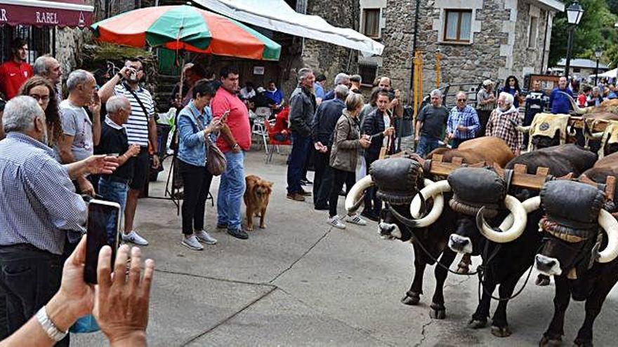 Las vacas de "Gucci" posan en Porto - La Opinión de Zamora