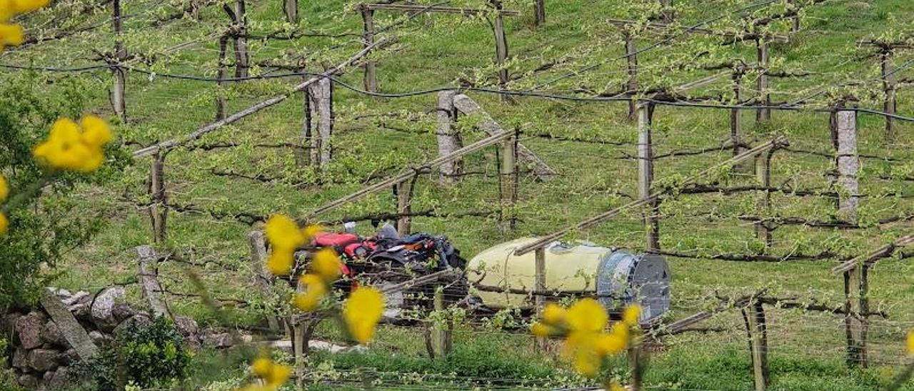 Aplicación de tratamientos contra el mildiu en Vilagarcía.