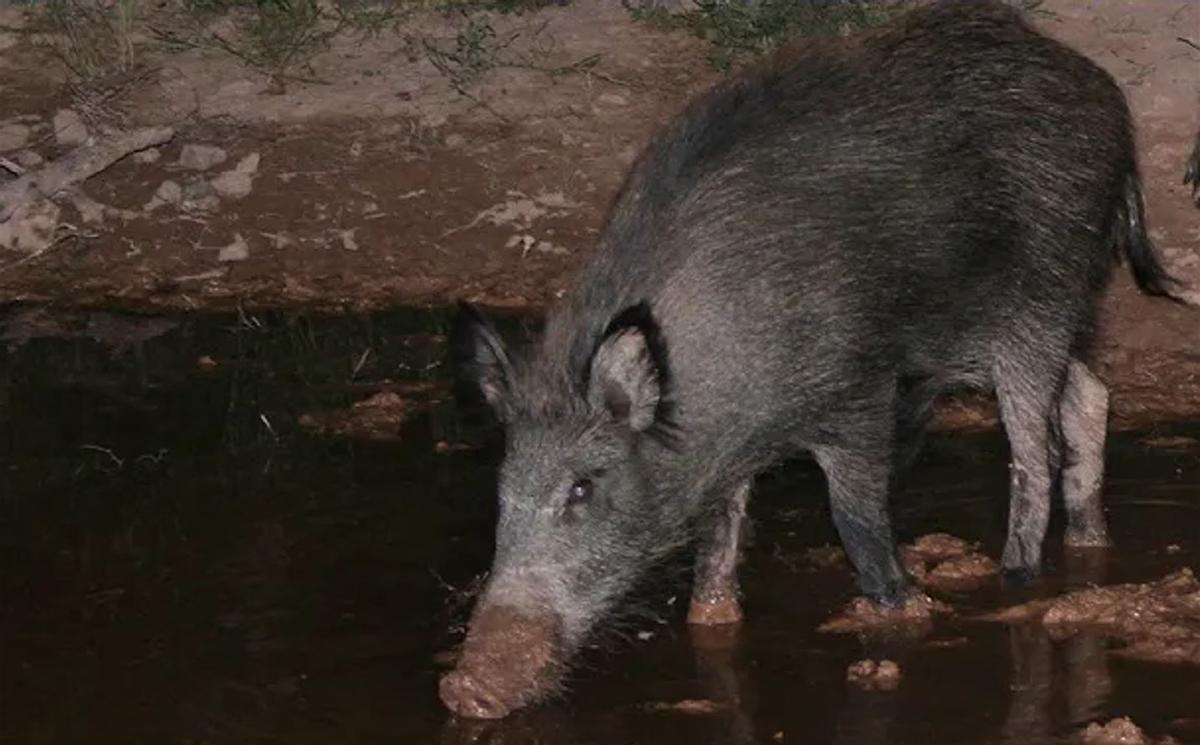 Un exemplar de porc senglar fotografiat a la comarca del Bages