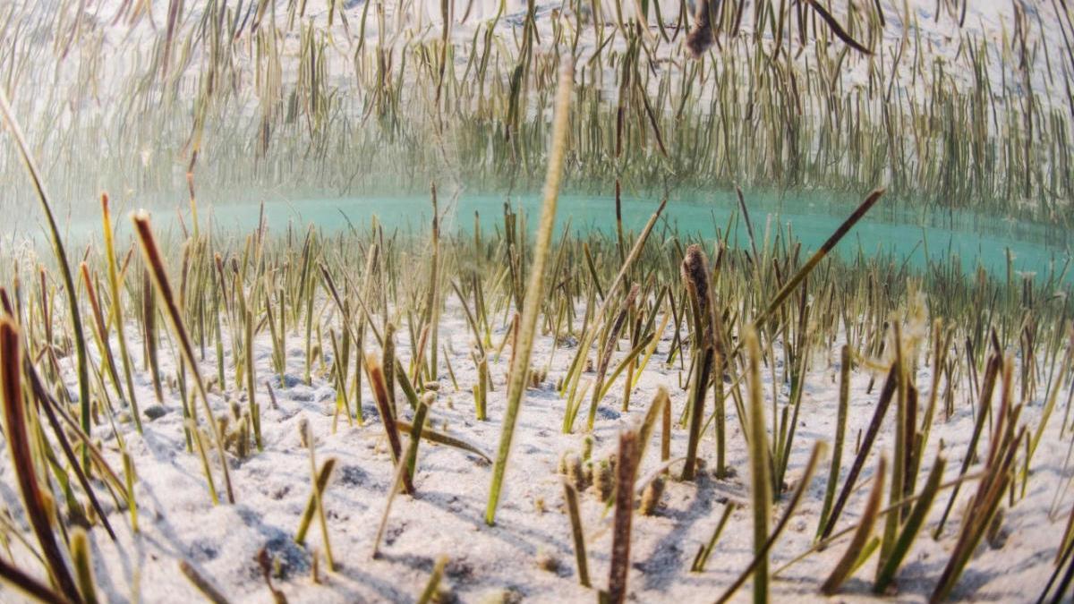 La posidonia ofrece refugio, alimento y espacio para poner huevos a moluscos y peces.