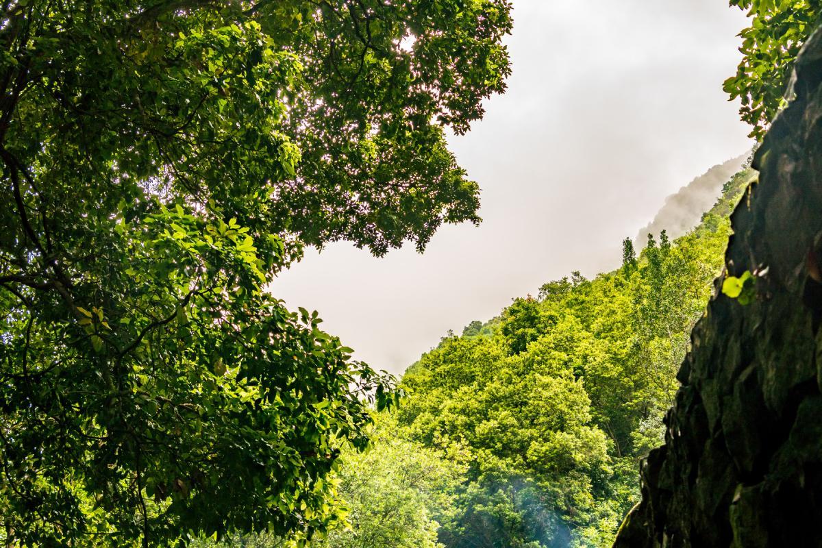 Bosque de Los Tilos, La Palma