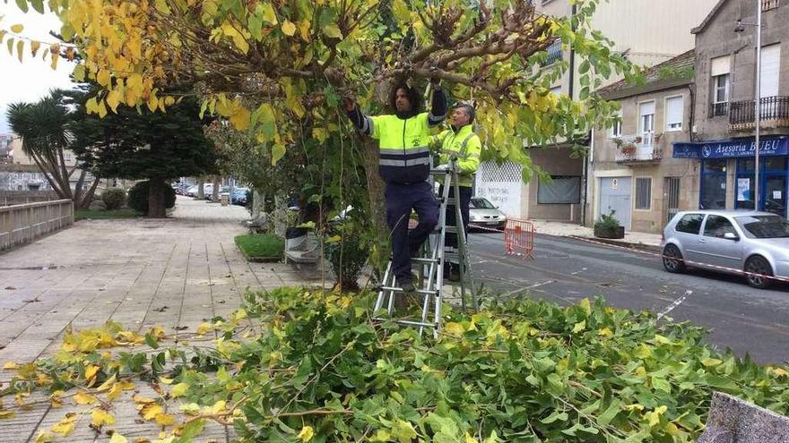 Los jardineros municipales de Bueu, ayer en Pescadoira, podando los árboles en una zona competencia de Portos de Galicia. // G.N.