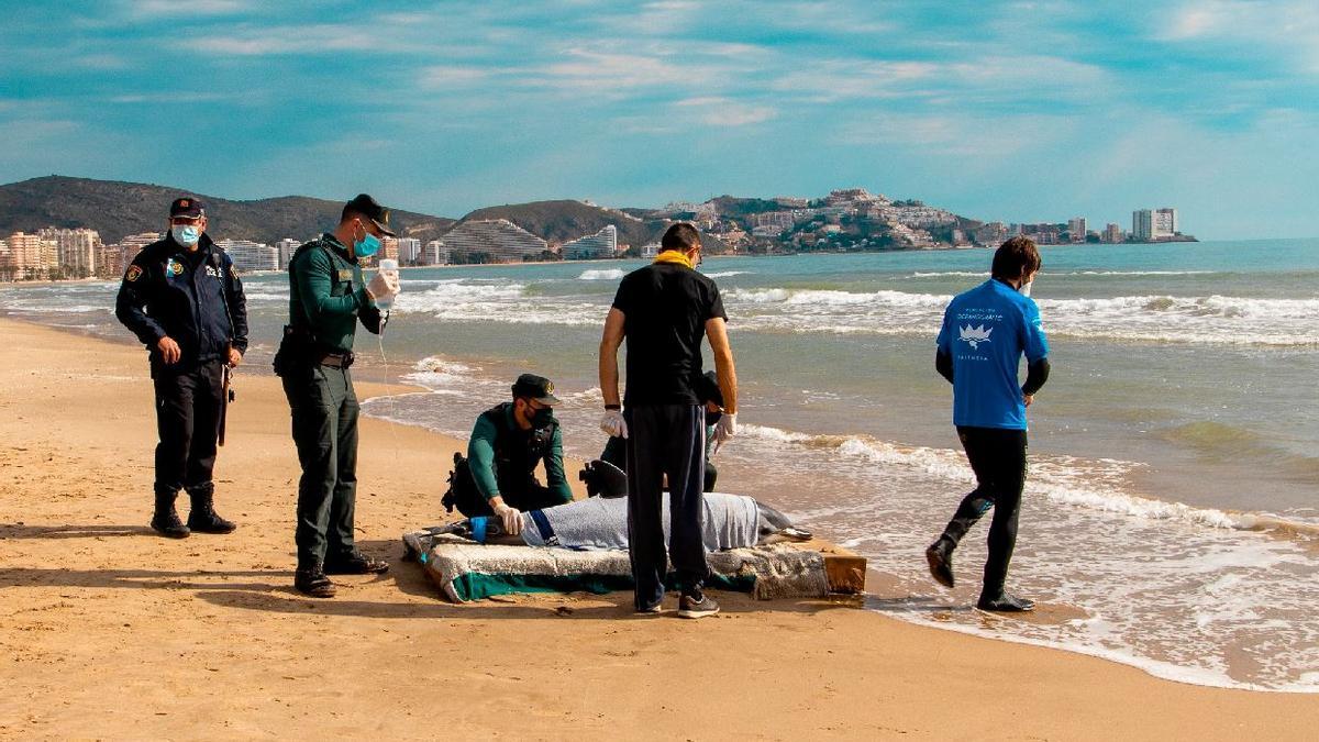 Rescatan a un delfín que se encontraba desorientado en la bahía de Cullera