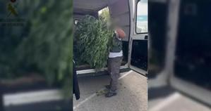 Dos detenidos por cultivar marihuana en su casa de Madrid y almacenar 120 kilos de droga