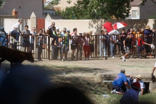 Suelta de vaquillas en las fiestas de La Visitación en Fuentesaúco