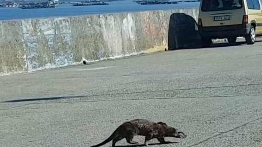 La nutria que se pasea por la carretera del puerto de O Grove. // FdV