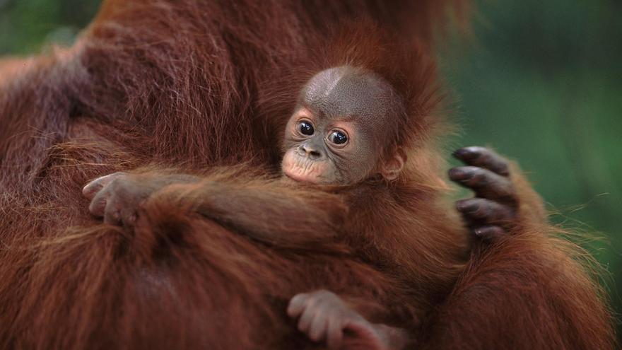 Polémica en Barcelona por la muerte en el zoo de &#039;Kanelo&#039;, una cría de orangután
